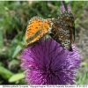 melit phoebe copula5 volg